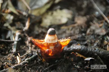 武夷山代表性动植物4