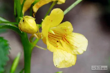 武夷山代表性动植物5
