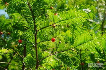武夷山代表性动植物6