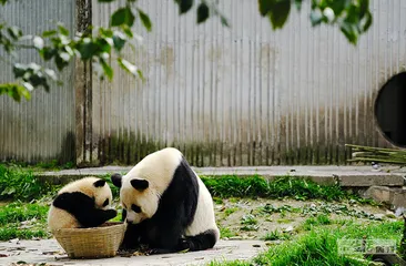 山林寻踪：在大熊猫的家园里重建联结4