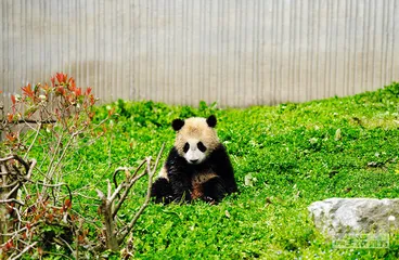 山林寻踪：在大熊猫的家园里重建联结8