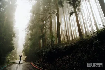 山林寻踪：在大熊猫的家园里重建联结9