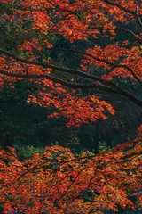 本溪:探索自然与历史的美丽画卷3