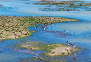 合力守护湿地生态