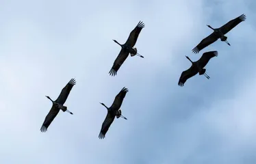 合力守护湿地生态2