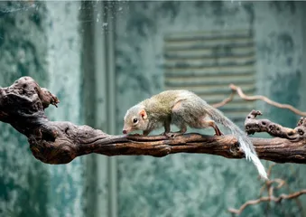 “鼠里鼠气”的树鼩4
