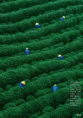 绿之韵8