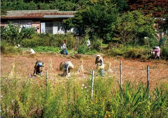 日本“人偶村”4