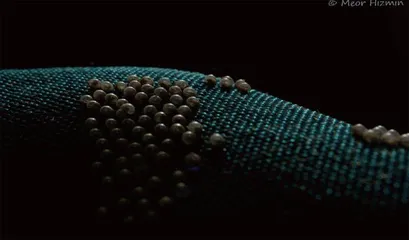 爱吃毛线的衣蛾2