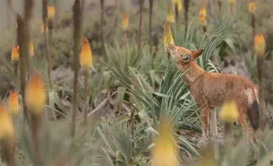 花蜜香甜,狼也喜欢1