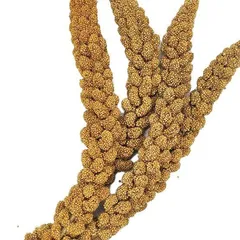 小米与它的祖先——狗尾草