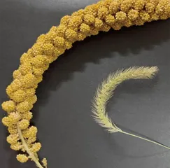 小米与它的祖先——狗尾草2