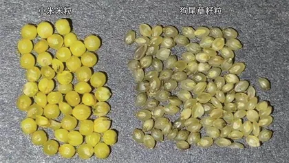 小米与它的祖先——狗尾草3