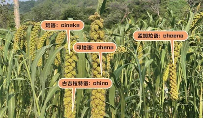 小米与它的祖先——狗尾草5
