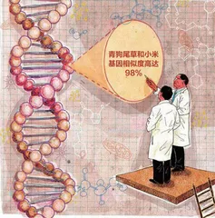 小米与它的祖先——狗尾草6