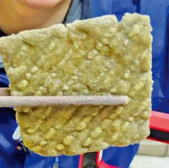 小米与它的祖先——狗尾草8