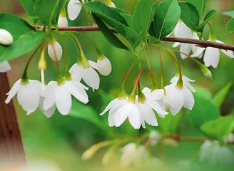 安息香：习静宁神辟众恶