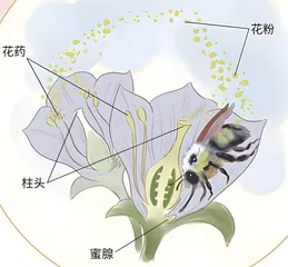粮食增产有“蜜”方6