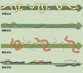 战场奇兵:灵蛇机器人2