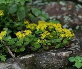 江西发现景天属植物新种