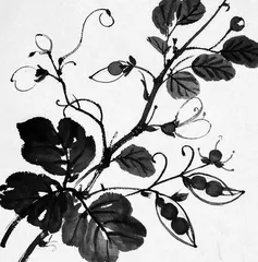豌豆