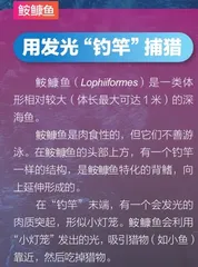 神奇的深海动物