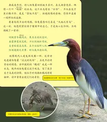 名字超难念的（交鸟）（青鸟）与鸀鳿：一个是“防火神鸟”？一个是“凤凰平替”？