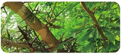 百草园里的“皂荚”真相2