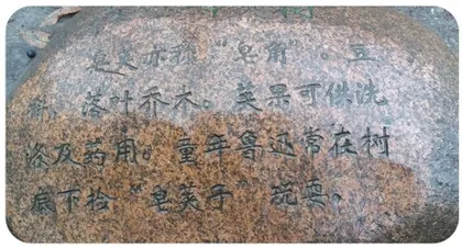 百草园里的“皂荚”真相3