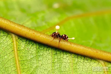 难缠的真菌