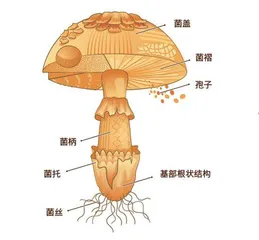 隐匿地下的美味2