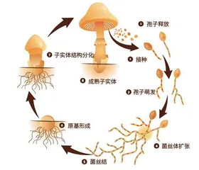 隐匿地下的美味3