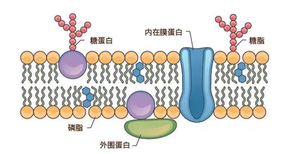 隐匿地下的美味5