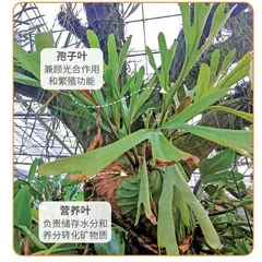生物多样性下的植物“分工”