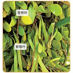 生物多样性下的植物“分工”1