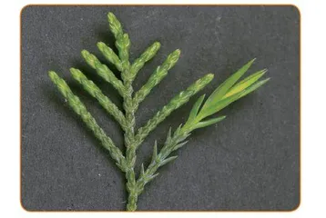 生物多样性下的植物“分工”2