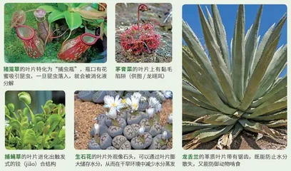 生物多样性下的植物“分工”3