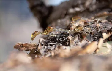龙血树:索科特拉的生命之伞1