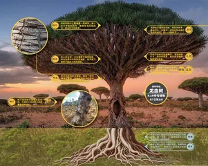 龙血树:索科特拉的生命之伞3