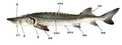 “鲟”踪“穿越”1亿年去5