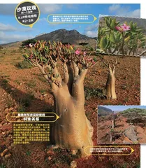 龙血树:索科特拉的生命之伞5