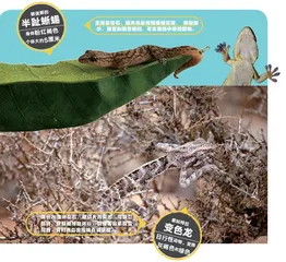 在孤独的岛屿上独自进化3