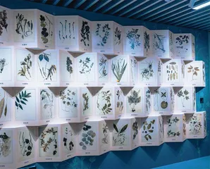 吴征镒:踏遍山川为植物“正名”1
