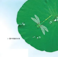 哪吒的奇幻世界大自然的缩影1