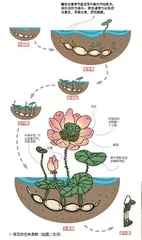 哪吒的奇幻世界大自然的缩影3