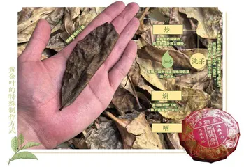 福鼎荒野黄金叶,珍贵的野放白茶2