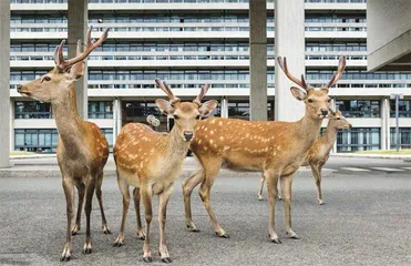 野生动物进城记