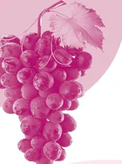 Fascinating Facts about Grapes