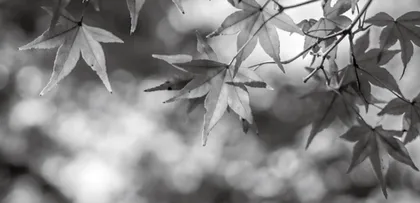 Why Do Leaves Change Color in the Fall?为什么秋天 树叶会变色？