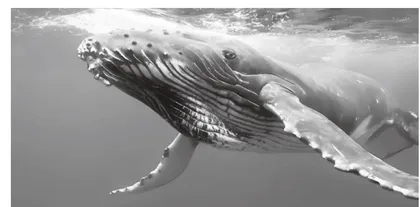 How Baleen Whales Sing Underwater须鲸如何在水下发声